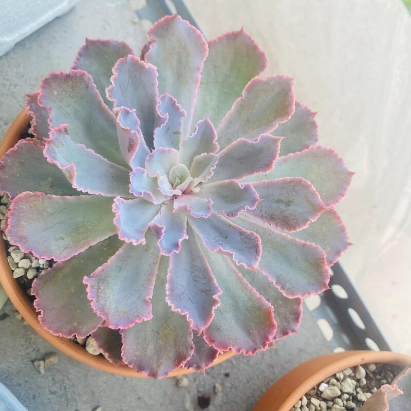 Echeveria Blue Curls Succulent Plants
