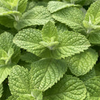 Apple Mint Plants Live - 5 to 7 Inch Tall- Fresh Heirloom Mint Plant - Culinary Herb - Indoors Outdoors - Spring/Fall Planting