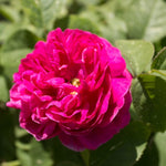 Rose De Rescht Rose Bush