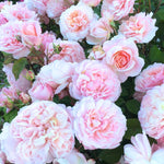 Gruss An Aachen Rose Plant Live