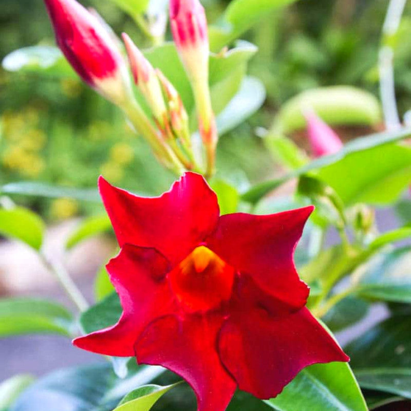 Red Mandevilla Plant Live - 2 to 5 Inc Tall