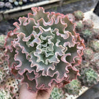 Echeveria Blue Curls Succulent Plants