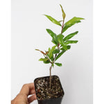 Pomegranate Tree Live Plant in 4 Inch Pot, 7 to 10 Inch Tall Live Pomegranate Tree, Sweet Fruits