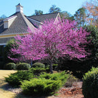 American Redbud Tree Live Plant - 3-4 Ft - Cercis Canadensis - Zones 5-9 - 2 Year-Old Seedling Red Bud Trees Live Plants Outdoor Fast Growing