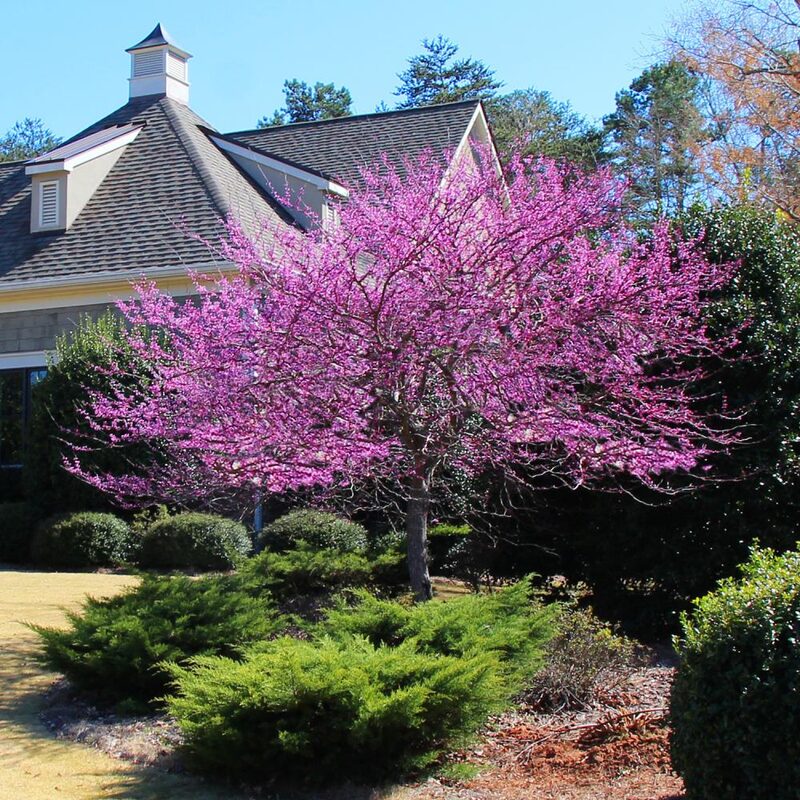 American Redbud Tree Live Plant - 3-4 Ft - Cercis Canadensis - Zones 5-9 - 2 Year-Old Seedling Red Bud Trees Live Plants Outdoor Fast Growing