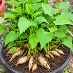 10 Okinawa Sweet Potato Slips, Purple Flesh Variety for Planting