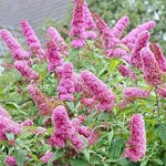 2 Mix Butterfly Bushes Live Plant, Fragrant Buddleia Bush Plant, 4 to 8 Inches, Outdoor Planting