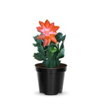 Live Orange Christmas Cactus Live Plant 4–6 Inches Tall, Winter Blooming False Thanksgiving Cactus Well Rooted, Flowering Houseplant for Home and Office