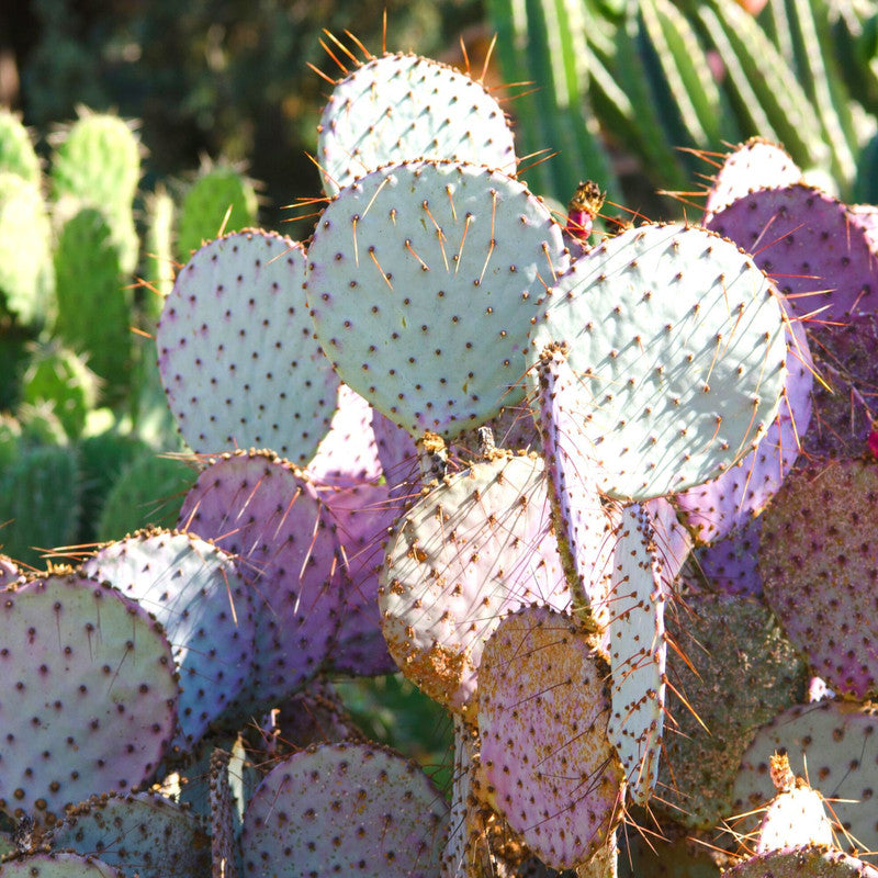 2 Opuntia Santarita Santa Rita Purple Prickly Pear Cactus Plants Live, Live Cactus Plants, Live Succulent Plants