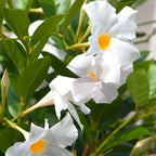 White Mandevilla Plant Live - 2 to 5 Inc Tall