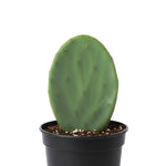 Green Prickly Pear Cactus Plant Live, 4 Inch Potted, Prickly Pear Cactus Plant, Hardy Succulent Cactus for Indoor or Outdoor Decoration