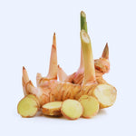 Set of 3 Ginger Plants Live, 4 to 7 Inches in Height, Galangal Plants, Live Ginger Plants, Ginger Live Plants for Garden