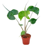 Pack 2 Green Leaf Alocasia Live Plant for Planting, Indoor Houseplant Alocasia Plant Live, 5 to 7 Inc Tall, Bare Root, Alocasia Colocasia Taro Plant for Ornamental Plants