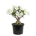 Pack 2 Desert Rose Plants Live, Hardy Adenium Obesum Succulent, Vibrant Blooms for Indoor and Outdoor 4-7 Inch (White)