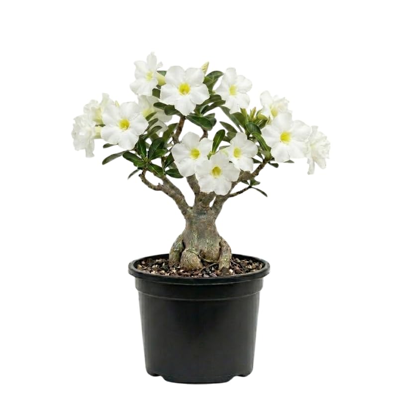 Pack 2 Desert Rose Plants Live, Hardy Adenium Obesum Succulent, Vibrant Blooms for Indoor and Outdoor 4-7 Inch (White)