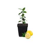 Meyer Lemon Tree Plant Live in 4" Pot, Starter Size 2-4" in Tall, Yellow Lemon Lime Citrus Fragrant for Zones 8-11 Growing