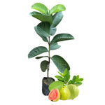 Pink Guava Tree Live Plant, Sweet Tropical Guava Fruit Tree for Outdoor Planting, No Pot, Well-Rooted