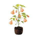 Variegated Abutilon Live Plant 4–7 Inches Tall, Flowering Lantern Plant for Indoor Outdoor Garden, Ornamental Flower Plants for Patio Containers or Garden Beds
