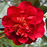 Red Camellia Plants Live in 4" Pot, Starter Size 6-12 Inches in Tall, Vibrant Pink Bloom for Outdoor Planting