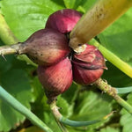 200 Seeds Walking Onion Plants Live, Not Bulbs, Fast-Growing and High Yielding, Cold Hardy Onion for Year-Round Planting