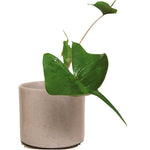 Set 2 Green Leaf Alocasia Live Plants for Planting, 5 to 7 Inc Tall, Indoor Houseplant Alocasia Plant Live, No Pot, Alocasia Colocasia Taro Plants for House Plants