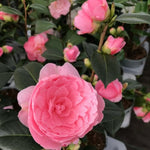 Pink Camellia Plants Live in 4" Pot, Starter Size 6-12 Inches in Tall, Vibrant Pink Bloom for Outdoor Planting