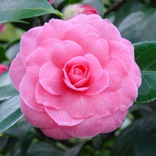 Pink Camellia Plants Live in 4" Pot, Starter Size 6-12 Inches in Tall, Vibrant Pink Bloom for Outdoor Planting