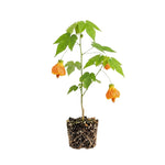 Orange Abutilon Live Plant 4–7 Inches Tall, Flowering Lantern Plant for Indoor Outdoor Garden, Ornamental Flower Plants for Patio Containers or Garden Beds
