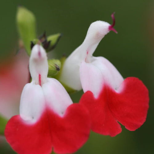 3 Hot Lips Sage Salvia Plants Live, Well Rooted Sage Flowering Plants, Hardy Perennial Bushes Shrubs Live Plant with Bright Red Blooms, Turn Red in Summer