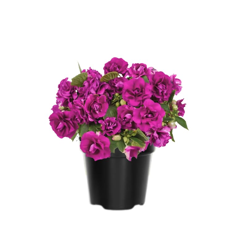 2 Double Impatiens Plants, Double Flowering Impatiens Starter Plant 4-7 Inches, Shade Garden or Patio Container Flower (Double Purple)