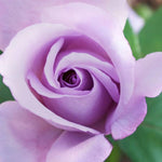 Blue Girl Rose Bush