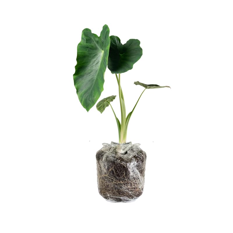 Set 2 Giant Colocasia Elephant Ear Plants Live 4–7 Inches Tall, Tropical Foliage Plants for Outdoor Garden, Large Leaf Plants for Patio, Containers or Landscape