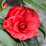 Red Camellia Plants Live in 4" Pot, Starter Size 6-12 Inches in Tall, Vibrant Pink Bloom for Outdoor Planting