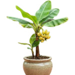 Truly Tiny Banana Plant Tree Live, Cold Hardy 4-7" in Tall, No Pot, Outdoor Spring Planting, Rare and Sweet Banana Plants