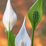 2 Green Peace Lily Live Houseplant - Live Indoor Houseplant with Elegant Leaves - 5 to 9 Inc Tall