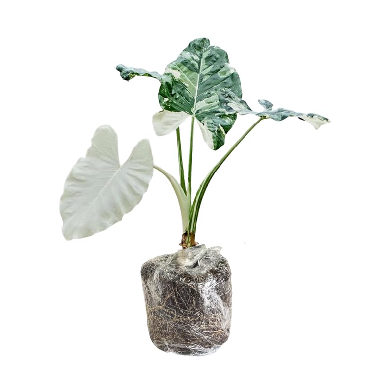 Set 2 Variegated White Colocasia Elephant Ear Plants Live 4–7 Inches Tall, Tropical Foliage Plants for Outdoor Garden, Large Leaf Plants for Patio, Containers or Landscape