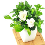 2 Jasmine Plants Live, Fragrant White Jasmine Live Plants, Fast Growing Flower Plants for Outdoor Garden, 5-7'' (Frostproof Cape Jasmine)