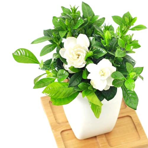 2 Jasmine Plants Live, Fragrant White Jasmine Live Plants, Fast Growing Flower Plants for Outdoor Garden, 5-7'' (Frostproof Cape Jasmine)