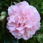 Pink Camellia Plants Live in 4" Pot, Starter Size 6-12 Inches in Tall, Vibrant Pink Bloom for Outdoor Planting