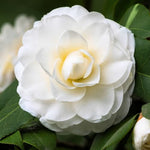 White Camellia Plants Live in 4" Pot, Starter Size 6-12 Inches in Tall, Vibrant Pink Bloom for Outdoor Planting