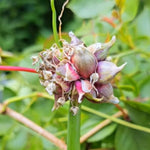 200 Seeds Walking Onion Plants Live, Not Bulbs, Fast-Growing and High Yielding, Cold Hardy Onion for Year-Round Planting