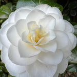 White Camellia Plants Live in 4" Pot, Starter Size 6-12 Inches in Tall, Vibrant Pink Bloom for Outdoor Planting