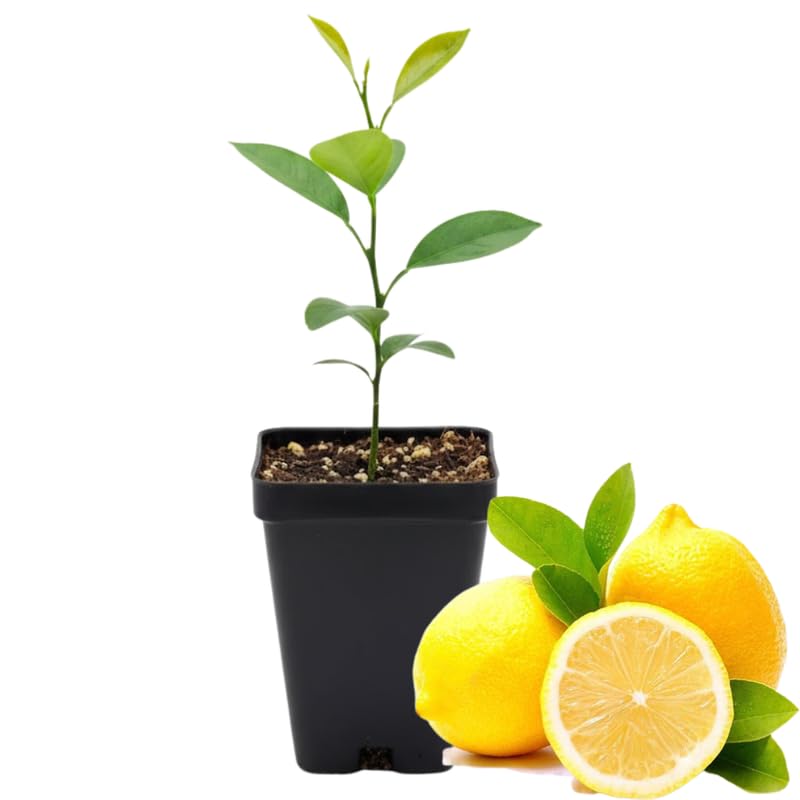 Meyer Lemon Tree Live Starter Plant, 2-4" Tall in 4" Pot, Fragrant Yellow Citrus for Indoor or Outdoor Planting