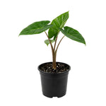 Taro Plant Live, Edible Colocasia Plant, 4-6 Inc Tall, Easycare Tropical Plant for Patio and Landscape