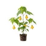 Yellow Abutilon Live Plant 4–7 Inches Tall, Flowering Lantern Plant for Indoor Outdoor Garden, Ornamental Flower Plants for Patio Containers or Garden Beds