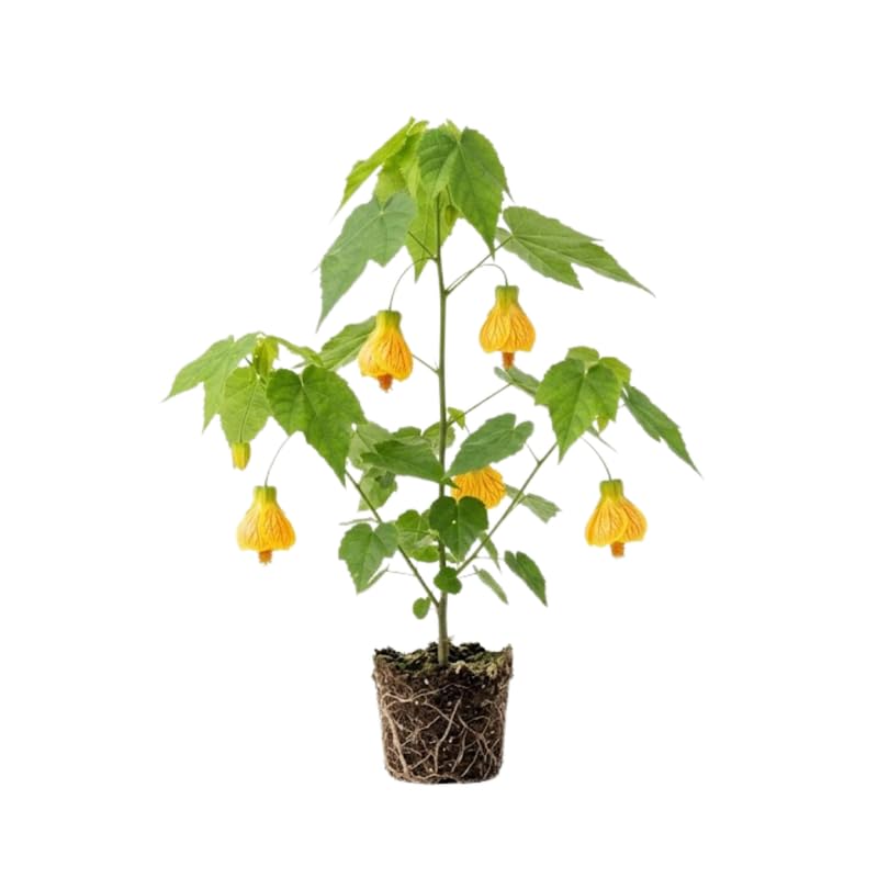 Yellow Abutilon Live Plant 4–7 Inches Tall, Flowering Lantern Plant for Indoor Outdoor Garden, Ornamental Flower Plants for Patio Containers or Garden Beds