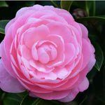 Pink Camellia Plants Live in 4" Pot, Starter Size 6-12 Inches in Tall, Vibrant Pink Bloom for Outdoor Planting