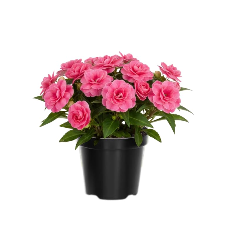 2 Double Impatiens Plants, Double Flowering Impatiens Starter Plant 4-7 Inches, Shade Garden or Patio Container Flower (Double Pink)