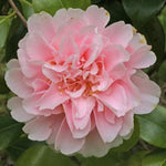 Pink Camellia Plants Live in 4" Pot, Starter Size 6-12 Inches in Tall, Vibrant Pink Bloom for Outdoor Planting