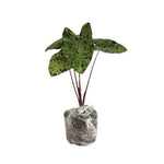 Set 2 Variegated Black Colocasia Elephant Ear Plants Live 4–7 Inches Tall, Tropical Foliage Plants for Outdoor Garden, Large Leaf Plants for Patio, Containers or Landscape